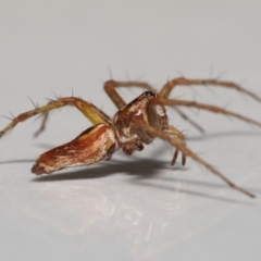 Oxyopes sp. (genus) at Evatt, ACT - 20 Feb 2022 04:07 PM