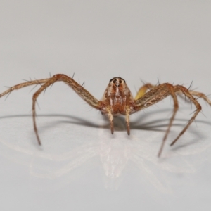 Oxyopes sp. (genus) at Evatt, ACT - 20 Feb 2022