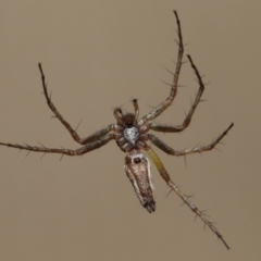 Oxyopes sp. (genus) at Evatt, ACT - 20 Feb 2022 04:07 PM