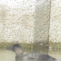 Biziura lobata (Musk Duck) at Monash, ACT - 11 Jul 2021 by BenW