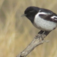 Melanodryas cucullata cucullata (Hooded Robin) at Tennent, ACT - 6 Jul 2021 by BenW