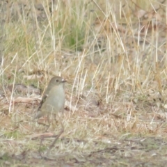 Petroica phoenicea at Booth, ACT - 19 Jul 2021 12:53 PM