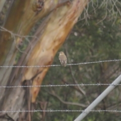 Petroica phoenicea at Booth, ACT - 19 Jul 2021 12:53 PM