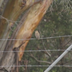 Petroica phoenicea at Booth, ACT - 19 Jul 2021 12:53 PM