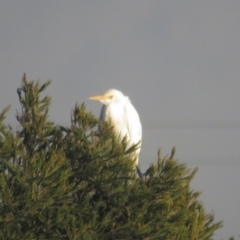 Bubulcus coromandus (Eastern Cattle Egret) at West Belconnen Pond - 17 Jul 2021 by tom.tomward@gmail.com