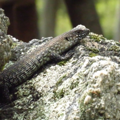 Egernia cunninghami (Cunningham's Skink) at Paddys River, ACT - 5 Feb 2022 by BenW