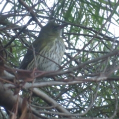 Oriolus sagittatus (Olive-backed Oriole) at Griffith, ACT - 26 Jun 2021 by tom.tomward@gmail.com