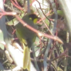 Lichenostomus melanops (Yellow-tufted Honeyeater) at Conder, ACT - 27 Jun 2021 by tom.tomward@gmail.com