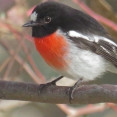 Petroica boodang (Scarlet Robin) at Deakin, ACT - 29 Jun 2021 by tom.tomward@gmail.com