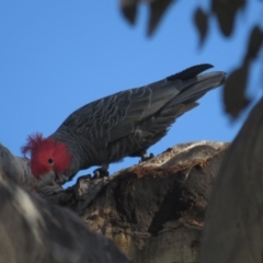 Callocephalon fimbriatum (Gang-gang Cockatoo) at Red Hill, ACT - 22 Sep 2021 by BenW