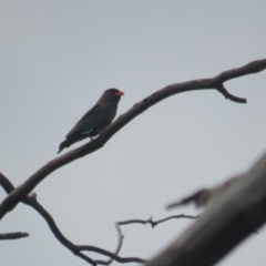 Eurystomus orientalis (Dollarbird) at Bruce, ACT - 10 Oct 2021 by tom.tomward@gmail.com