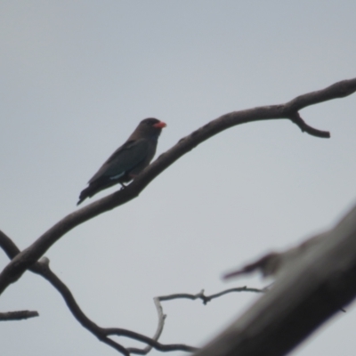 Eurystomus orientalis (Dollarbird) at Bruce Ridge to Gossan Hill - 10 Oct 2021 by TomW