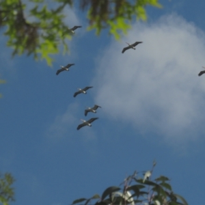 Pelecanus conspicillatus at Griffith, ACT - 22 Oct 2021