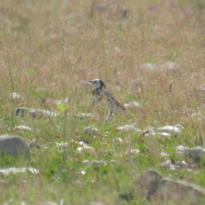 Epthianura albifrons (White-fronted Chat) at Lake George, NSW - 23 Oct 2021 by BenW