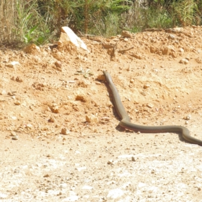 Pseudonaja textilis (Eastern Brown Snake) at Lower Cotter Catchment - 30 Oct 2021 by BenW