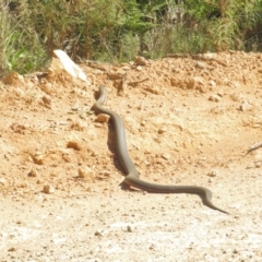 Pseudonaja textilis at Cotter River, ACT - 31 Oct 2021