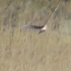 Circus approximans (Swamp Harrier) at Rendezvous Creek, ACT - 8 Oct 2021 by tom.tomward@gmail.com