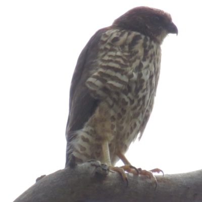 Accipiter fasciatus (Brown Goshawk) at Acton, ACT - 28 Nov 2021 by tom.tomward@gmail.com