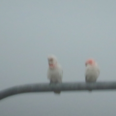 Cacatua tenuirostris (Long-billed Corella) at Coombs, ACT - 21 Nov 2021 by BenW