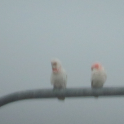 Cacatua tenuirostris (Long-billed Corella) at Coombs, ACT - 20 Nov 2021 by tom.tomward@gmail.com