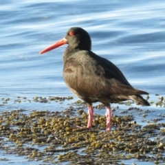 Haematopus fuliginosus (Sooty Oystercatcher) at Hyams Beach, NSW - 5 Jul 2020 by TomW