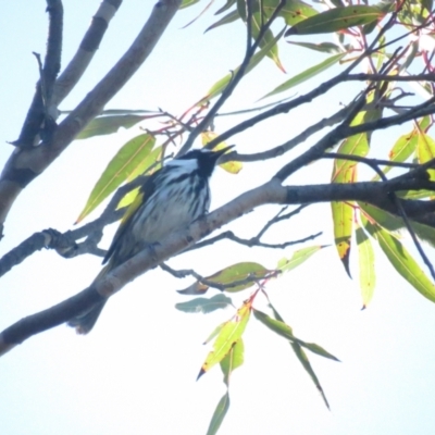 Phylidonyris niger (White-cheeked Honeyeater) at Jervis Bay, JBT - 6 Jul 2020 by tom.tomward@gmail.com