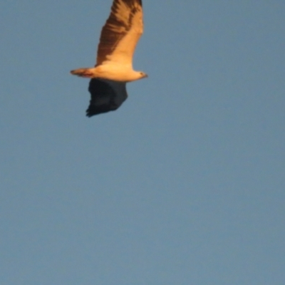 Haliaeetus leucogaster (White-bellied Sea-Eagle) at Jervis Bay, JBT - 6 Jul 2020 by tom.tomward@gmail.com