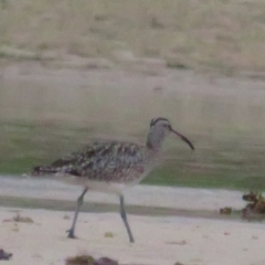Numenius phaeopus (Whimbrel) at Dolphin Point, NSW - 15 Dec 2020 by BenW