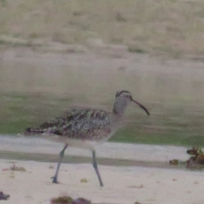Numenius phaeopus (Whimbrel) at Dolphin Point, NSW - 15 Dec 2020 by BenW