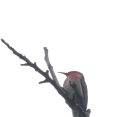 Myzomela sanguinolenta (Scarlet Honeyeater) at Pambula, NSW - 31 Dec 2020 by tom.tomward@gmail.com