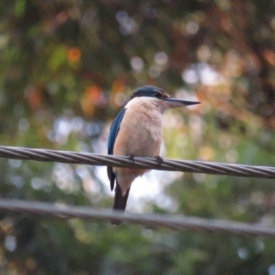 Todiramphus sanctus (Sacred Kingfisher) at Pambula, NSW - 31 Dec 2020 by tom.tomward@gmail.com