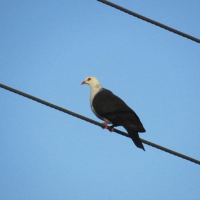 Columba leucomela (White-headed Pigeon) at Tathra, NSW - 2 Jan 2021 by BenW
