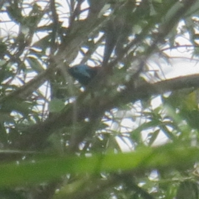 Malurus lamberti (Variegated Fairywren) at North Batemans Bay, NSW - 7 Dec 2021 by tom.tomward@gmail.com