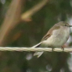 Microeca fascinans (Jacky Winter) at Pambula, NSW - 25 Feb 2022 by tom.tomward@gmail.com