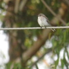 Microeca fascinans at Pambula, NSW - 26 Feb 2022 09:16 AM