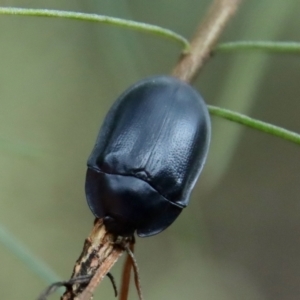 Pterohelaeus striatopunctatus at Hughes, ACT - 25 Feb 2022