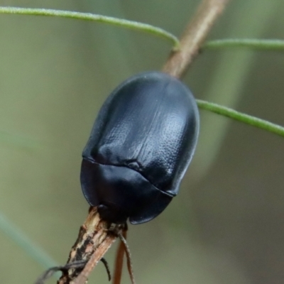 Pterohelaeus striatopunctatus (Darkling beetle) at Hughes, ACT - 24 Feb 2022 by LisaH