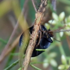 Pterohelaeus striatopunctatus at Hughes, ACT - 25 Feb 2022