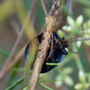 Pterohelaeus striatopunctatus at Hughes, ACT - 25 Feb 2022 10:24 AM