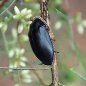 Pterohelaeus striatopunctatus at Hughes, ACT - 25 Feb 2022 10:24 AM