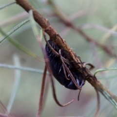 Pterohelaeus striatopunctatus at Hughes, ACT - 25 Feb 2022 10:24 AM