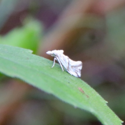 Heliocosma argyroleuca (A tortrix or leafroller moth) at Hughes, ACT - 25 Feb 2022 by LisaH