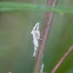 Heliocosma argyroleuca at Hughes, ACT - 25 Feb 2022 12:45 PM