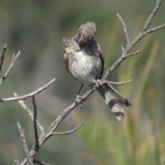 Glyciphila melanops (Tawny-crowned Honeyeater) at Green Cape, NSW - 26 Jan 2022 by BenW