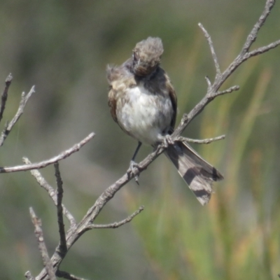 Glyciphila melanops (Tawny-crowned Honeyeater) at Green Cape, NSW - 26 Jan 2022 by BenW