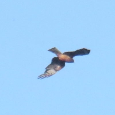Lophoictinia isura (Square-tailed Kite) at Merimbula, NSW - 26 Jan 2022 by BenW