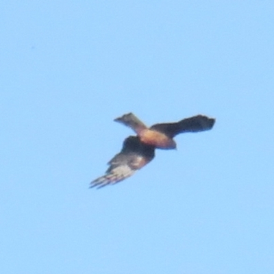 Lophoictinia isura (Square-tailed Kite) at Merimbula, NSW - 26 Jan 2022 by tom.tomward@gmail.com