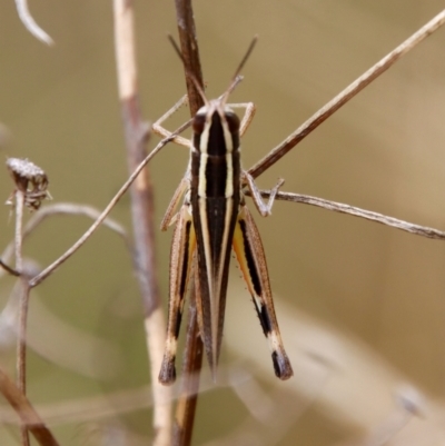 Macrotona australis (Common Macrotona Grasshopper) at Hughes, ACT - 25 Feb 2022 by LisaH