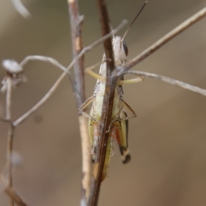 Macrotona australis at Hughes, ACT - 25 Feb 2022