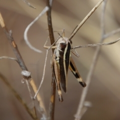 Macrotona australis at Hughes, ACT - 25 Feb 2022